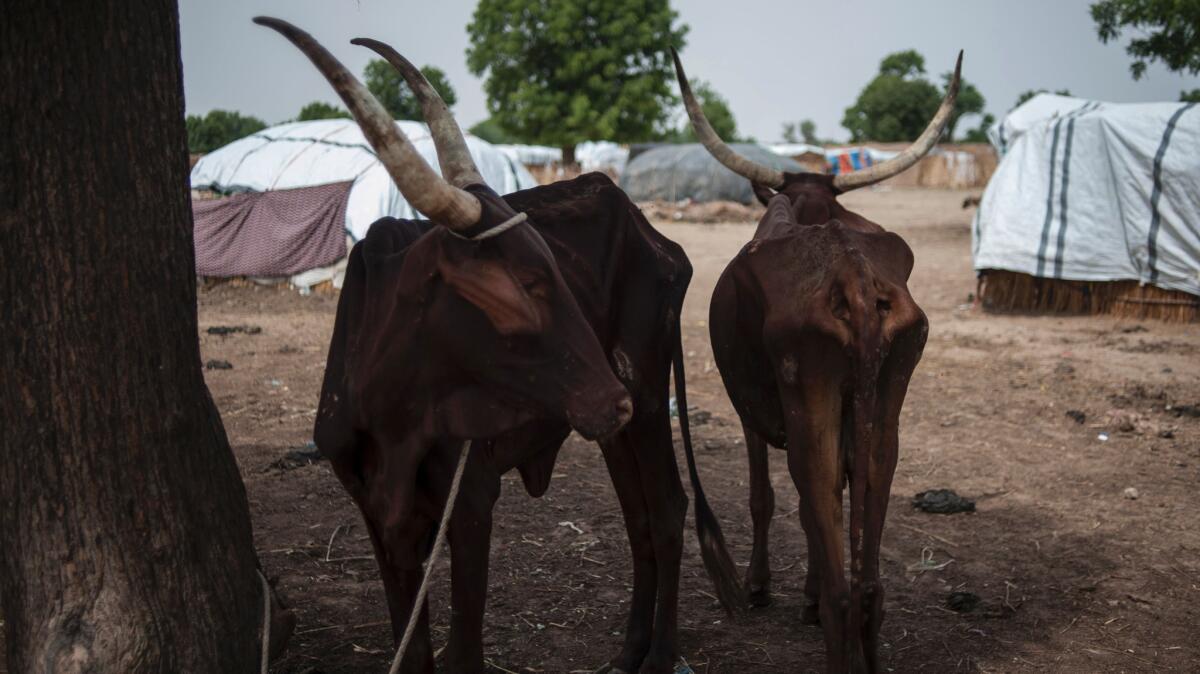 Emaciated cows in the Muna settlement.