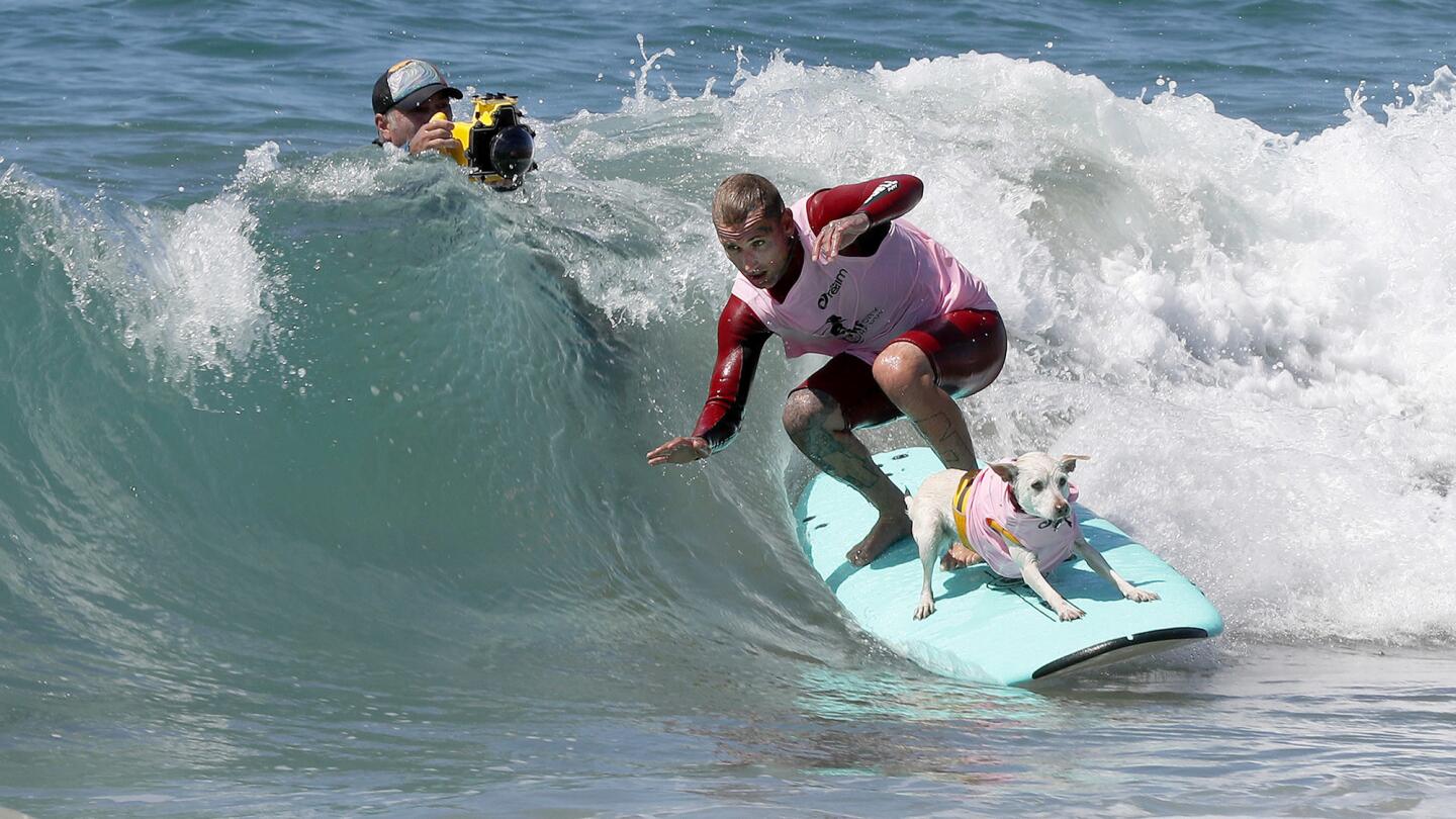 Surf dogs show their stuff