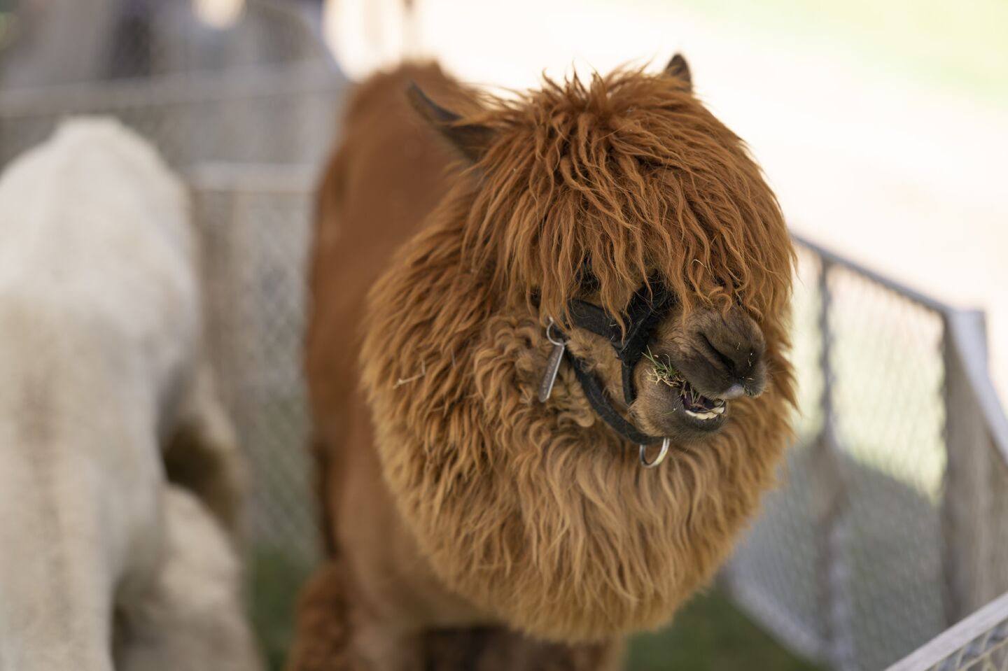 Pacca the Alpaca at the petting zoo
