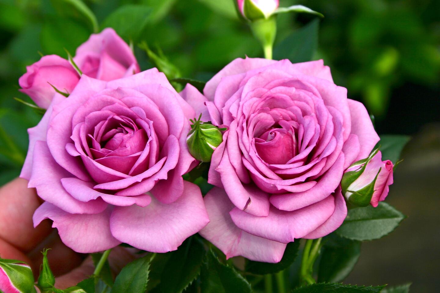 Brilliant blooms: Author and expert shares smart way to grow roses ...