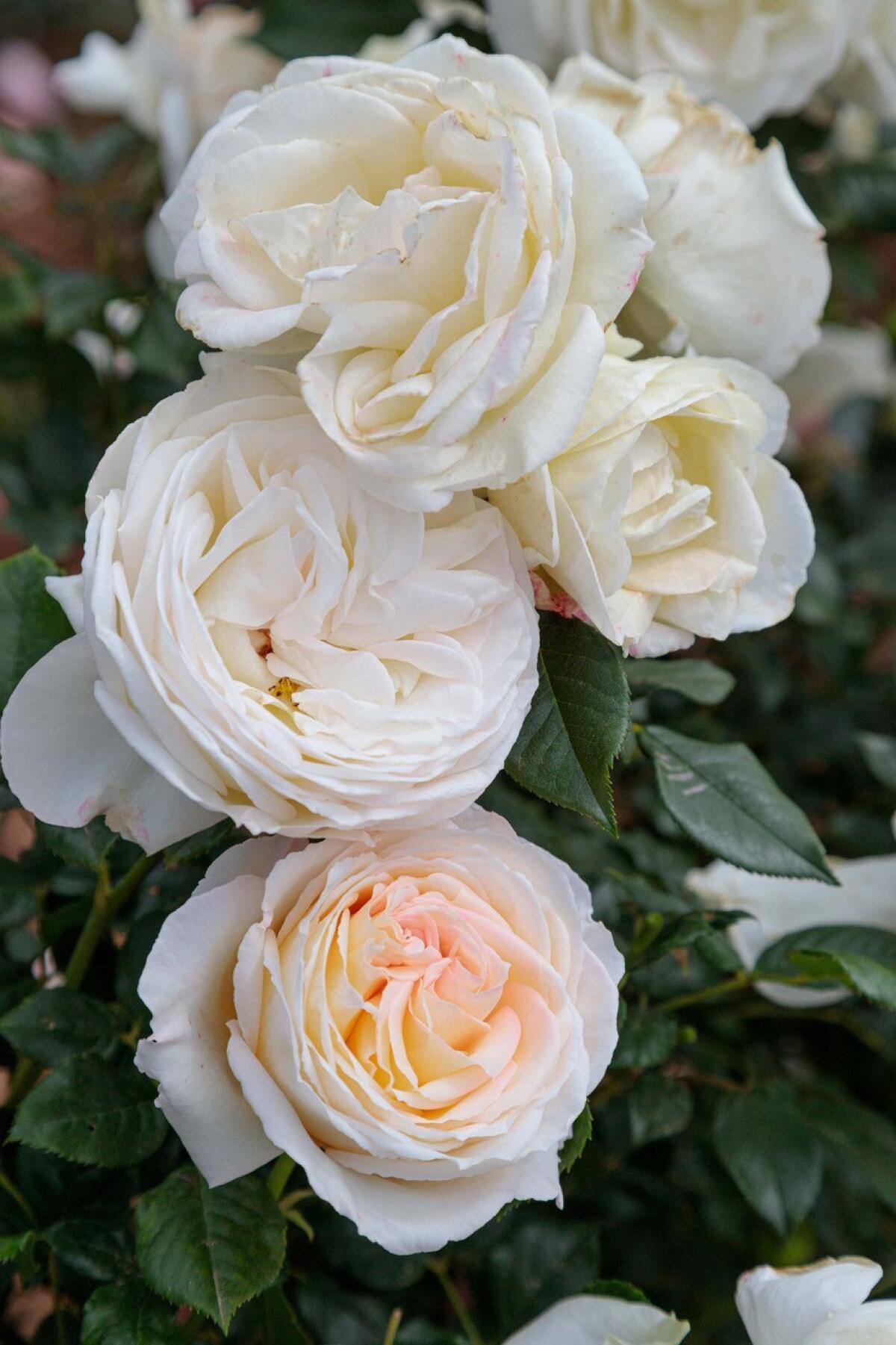 ‘Top Cream’ has large, old-fashioned, abundant-petaled blooms that are creamy white with an occasional light pink blush.