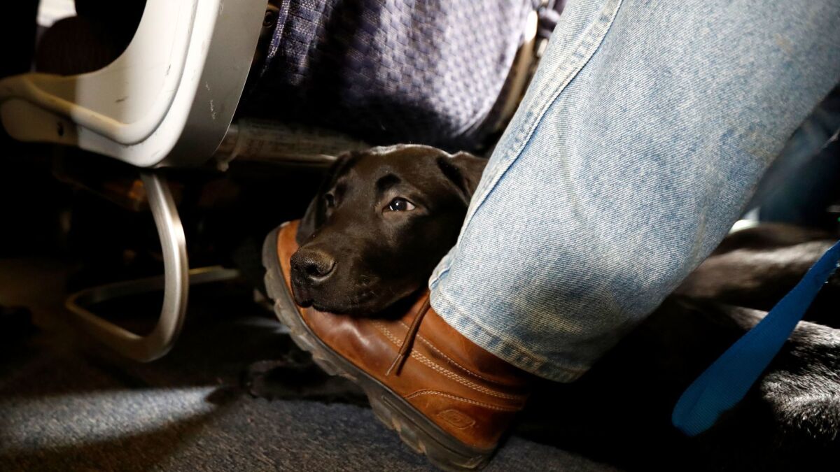 A service dog named Orlando rests on the foot of his trainer on a United Airlines plane at Newark Liberty International Airport this month. We're guessing he made it home OK.