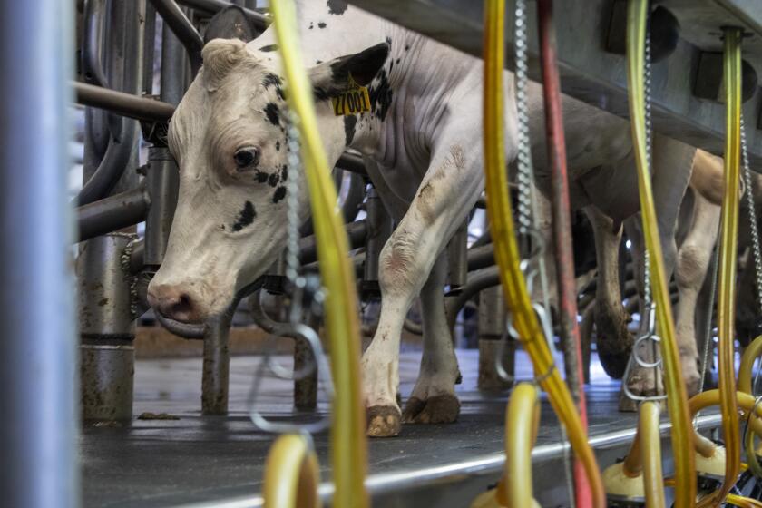 Bakersfield, CA - March 01: Cows enter the milk barn for milking at a Kern County dairy Tuesday, March 1, 2022 in Bakersfield, CA. (Brian van der Brug / Los Angeles Times)