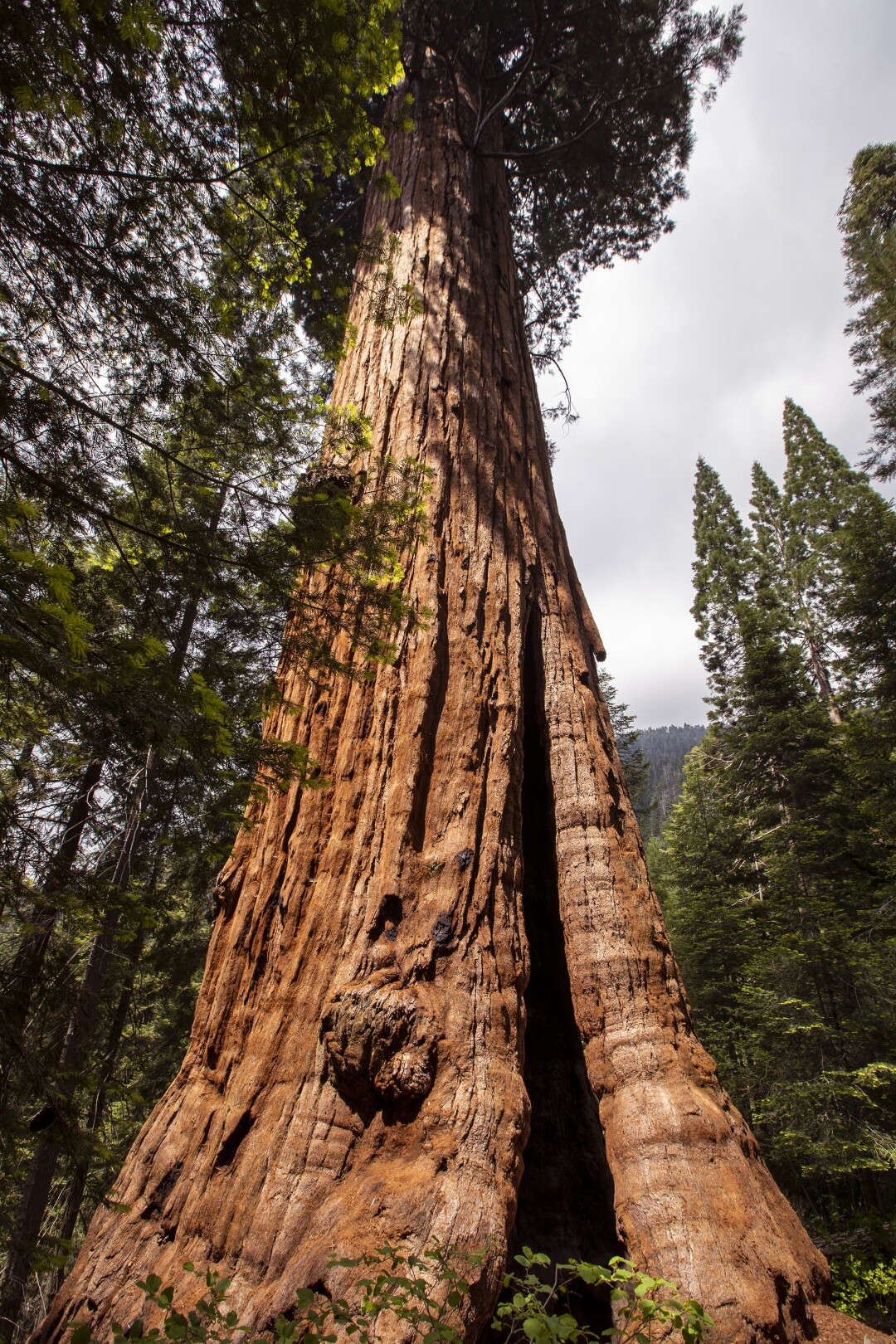 Conservation group to buy Alder Creek giant sequoia grove - Los Angeles ...