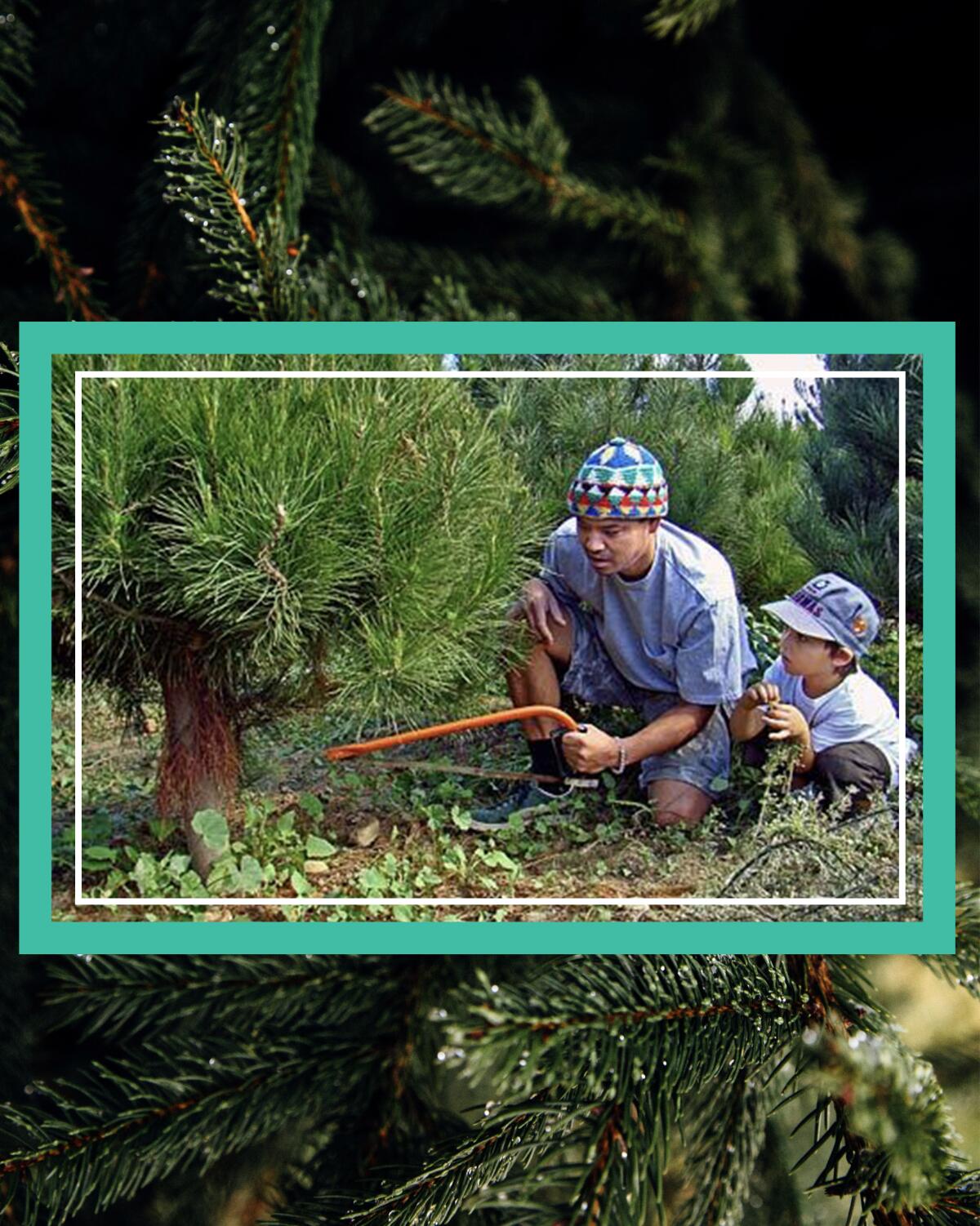 A family prepares to cut their own Christmas tree.