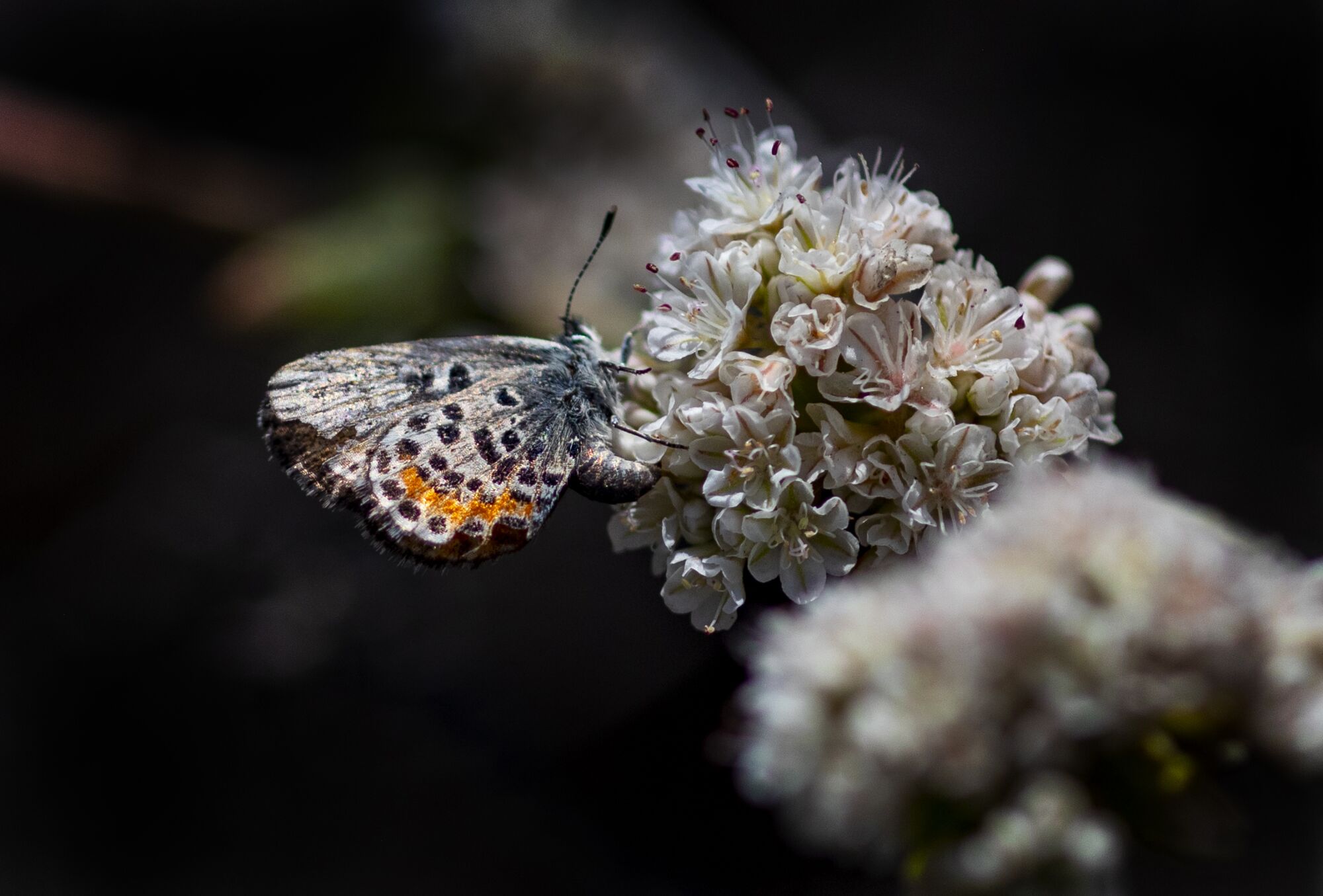 An El Segundo blue butterfly on a cluster of white flowers.