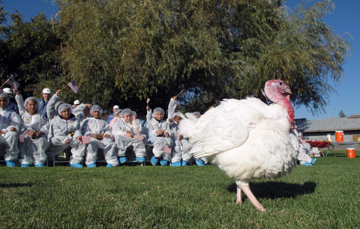 A class of fifth grade students in Modesto cheered for their favorite as Foster Farms staffers picked the turkey that will receive a pardon from the Thanksgiving dinner table by President Obama.