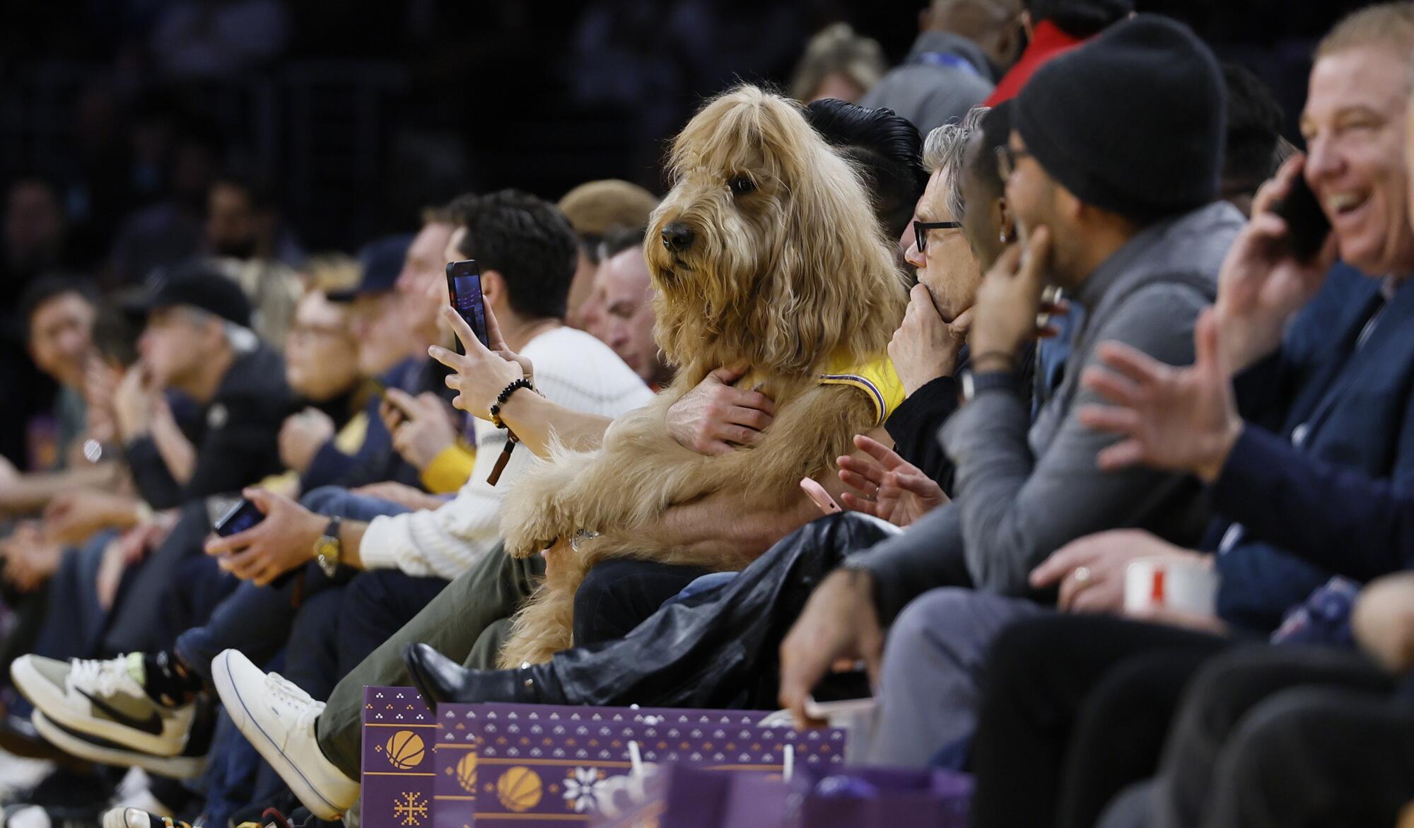 Goldendoodle Brody se sienta en las gradas de la cancha durante el partido Lakers vs. Knicks.