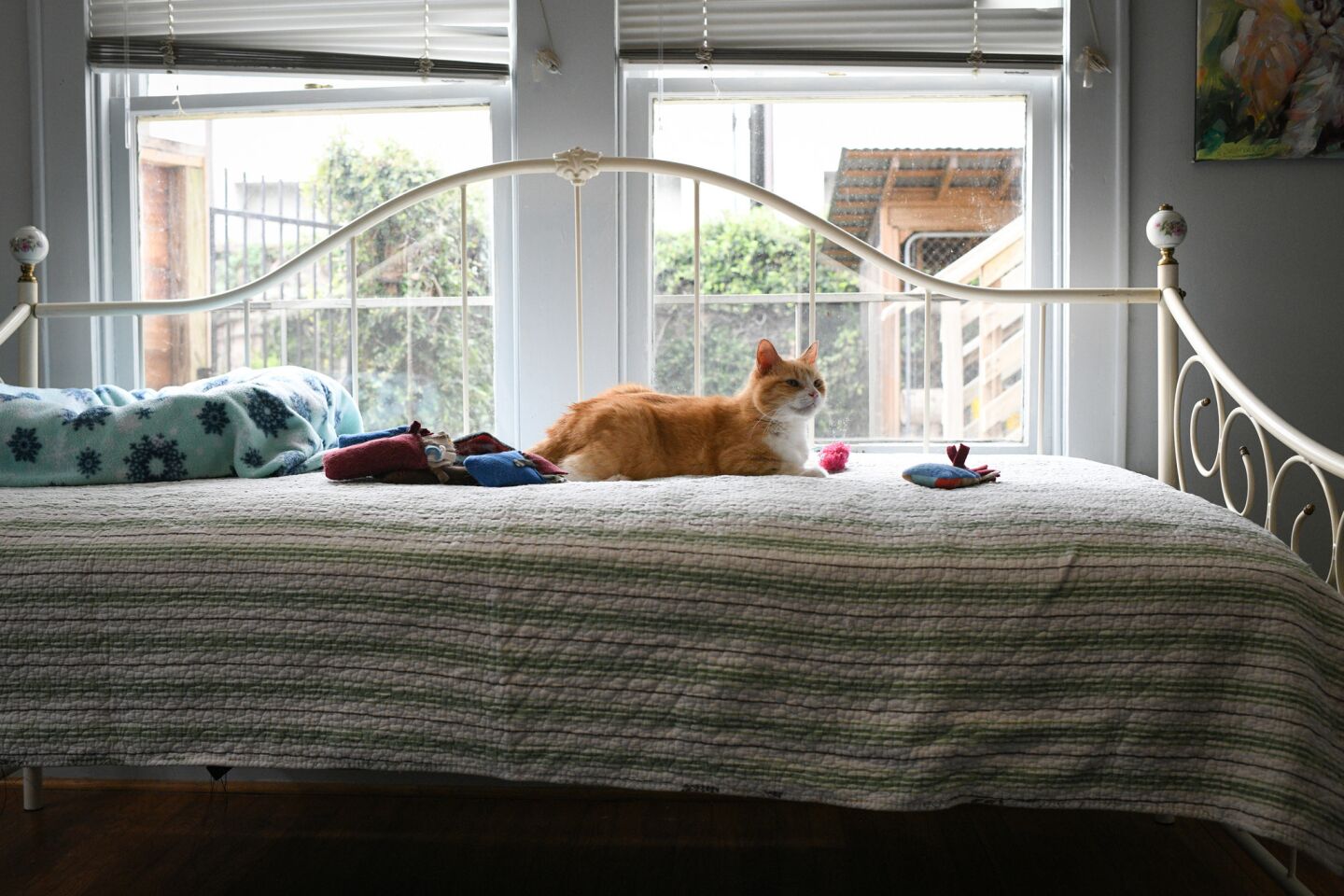 In one tony Houston neighborhood, a house of cats. Just cats - Los ...