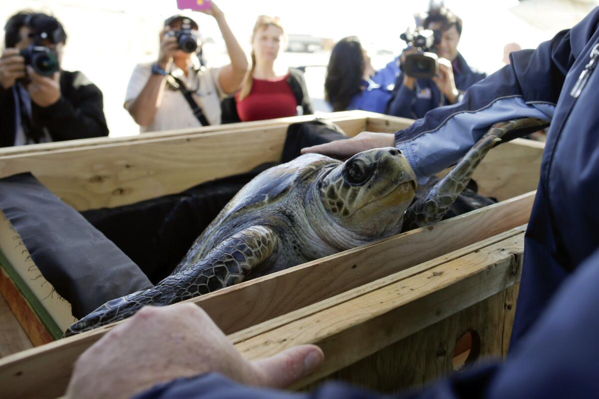 Solstice, a rescued endangered olive ridley sea turtle, looks out from a crate as she arrives in Coronado, Calif. on Feb. 24, 2015.