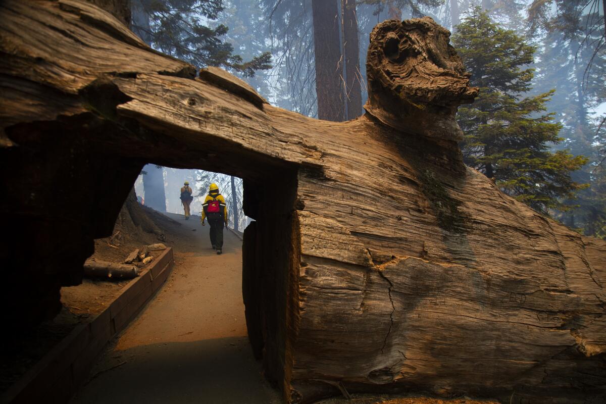 A tunnel cut through a fallen sequoia tree is safe as the National Park Service carries out a prescribed burn in Sequoia National Park.