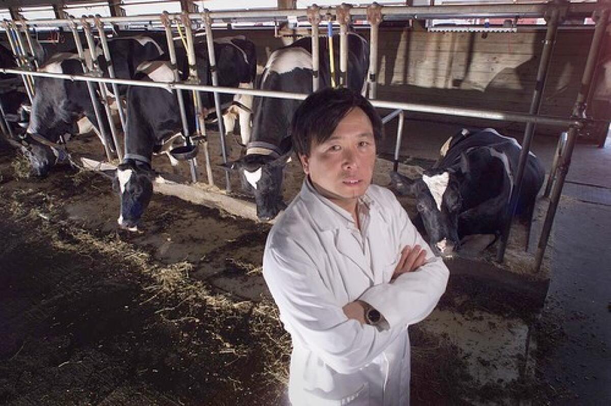 Dr. Xiangzhong "Jerry" Yang stands with dairy cows, from left, Daisy, Cathy, Betty and Amy, all cloned from the same cow and delivered from surrogate mothers. Yang established a company to export cloned embryos from prize dairy cattle to China to increase the supply of milk.