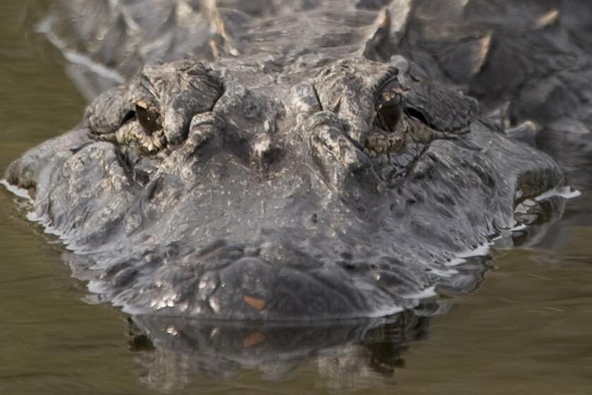 An alligator rests in a waterway at the Merritt Island National Wildlife Refuge in Titusville, Fla., in March 2009.