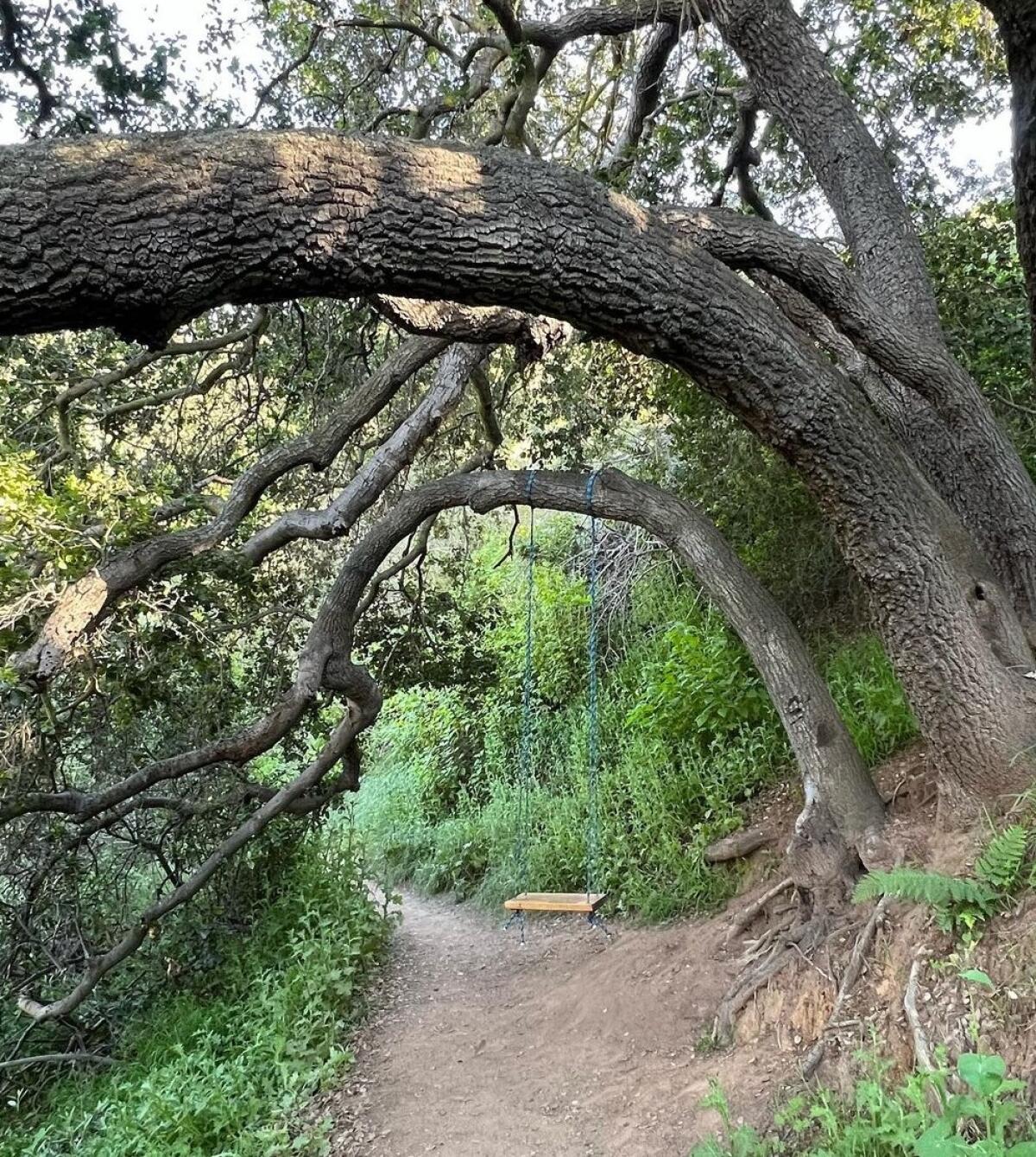 A huge bending tree with a swing dangling above the Fryman Canyon hiking trail.