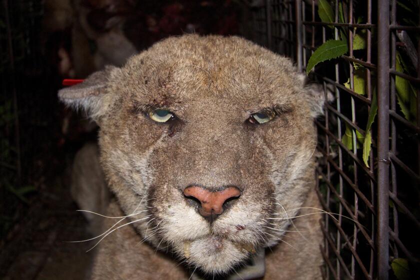 In March 2014, scientists recaptured P-22 in late March and, after noticing crusting on his hair and skin, treated him for mange.