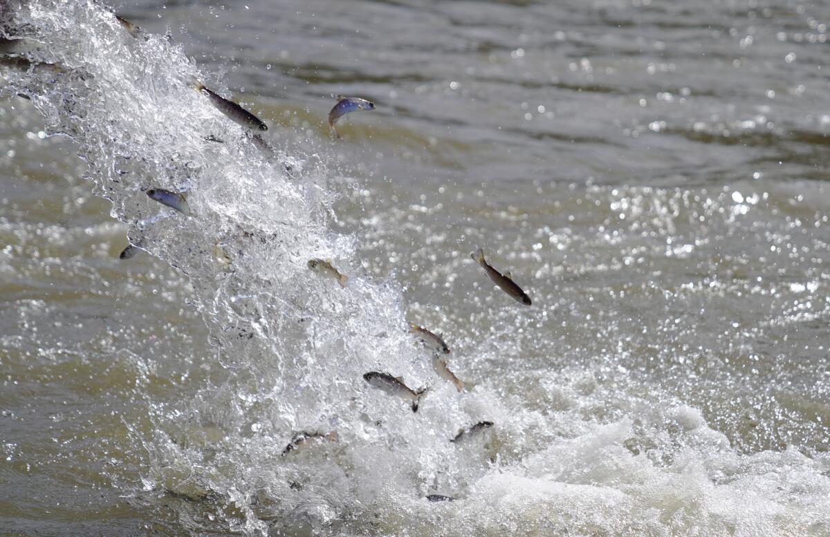 Fish are released into a river.