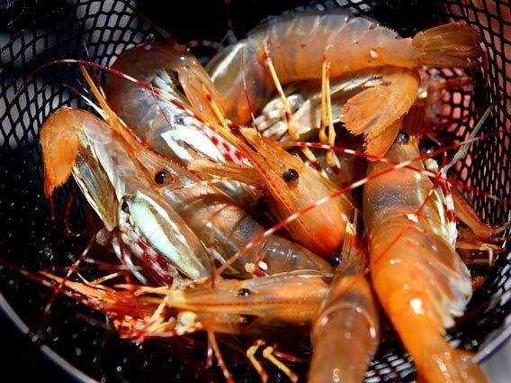 Most California spot prawns are caught around the Channel Islands, but that would require a bigger boat than Tommy Pearson's 26-footer. He sticks to the Newport Canyon area and trawls for prawns in spring and summer; come fall and winter, it's time for spiny lobsters.