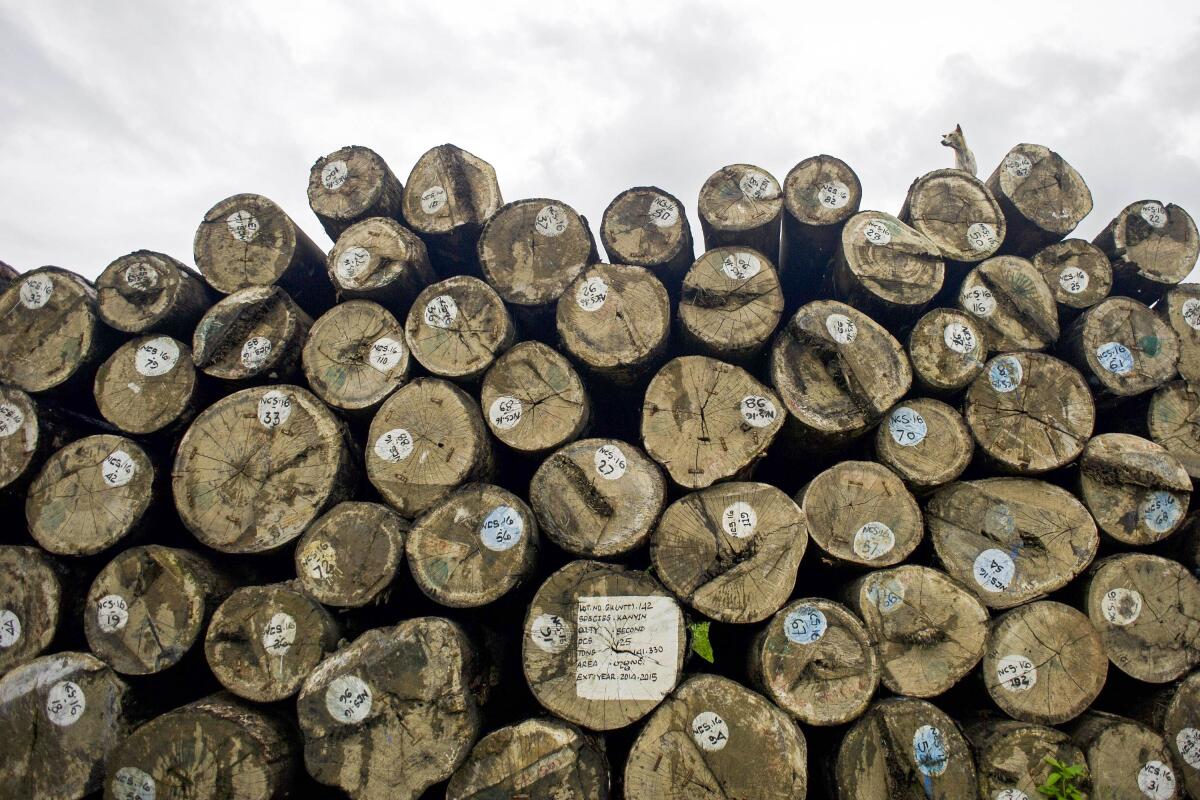 A dog stands atop a stack of logs in Myanmar in 2015. 