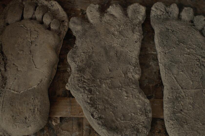 Three large footprints preserved in dirt.