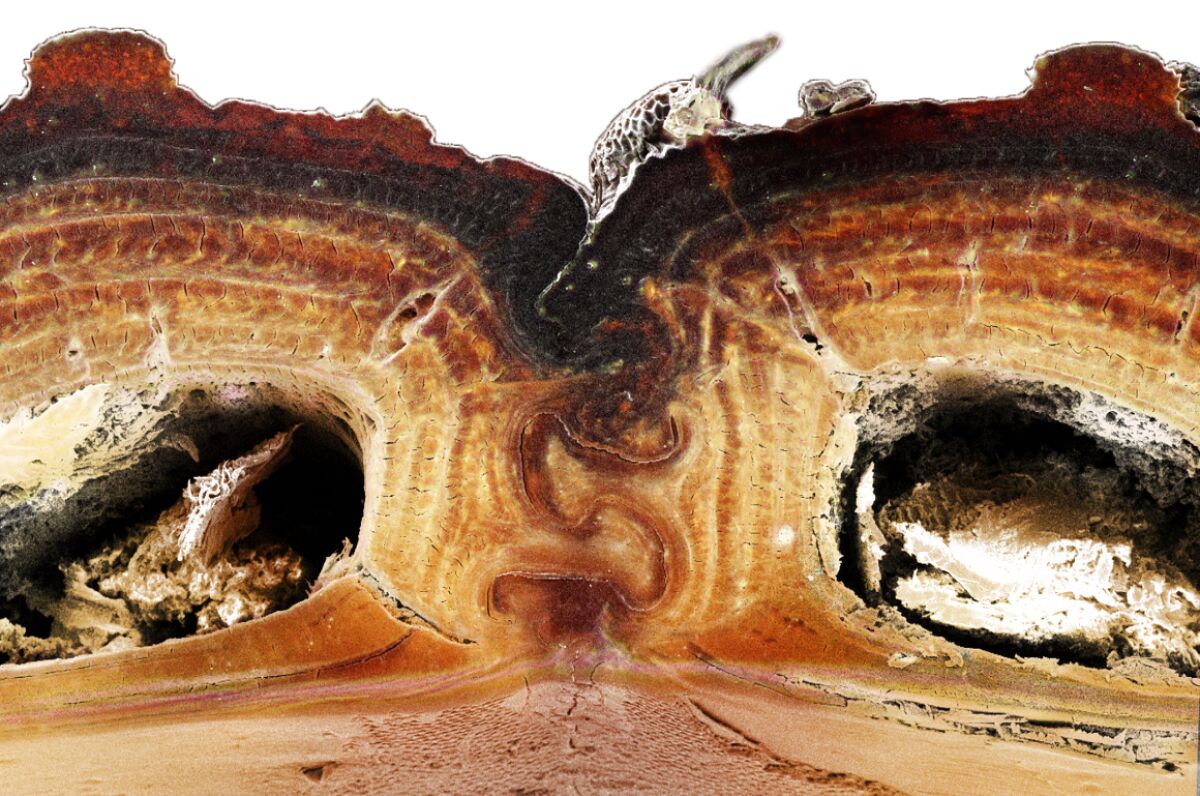 Cross-section view shows how the two halves of the diabolical ironclad beetle’s elytra meet. 