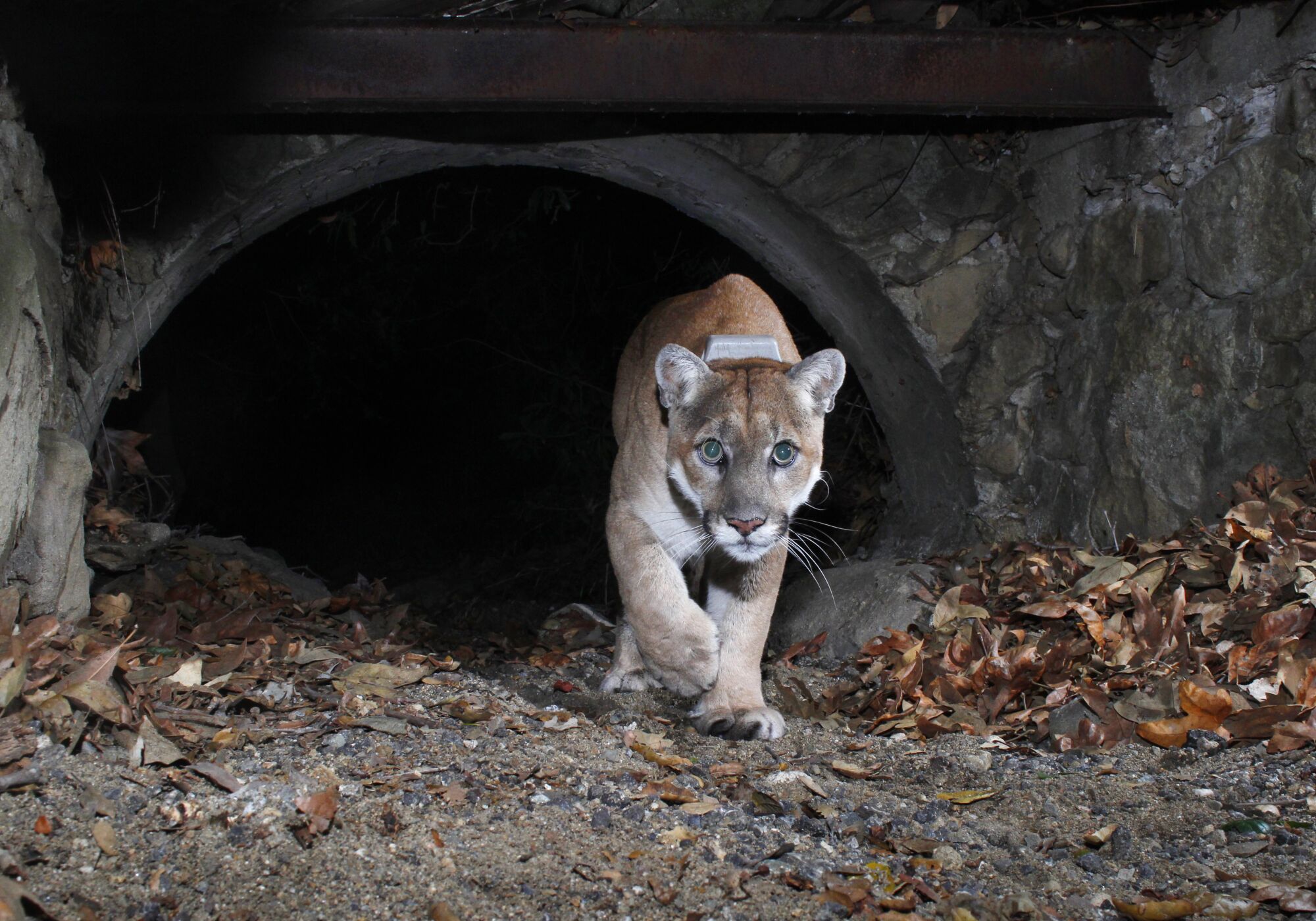 P-22 walks out of a tunnel or storm drain at night in Griffith Park.