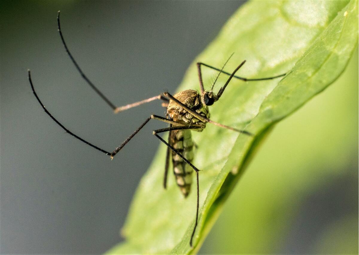 Culex mosquitoes bite at dawn and dusk and tend to feed off birds, common carriers of West Nile virus.