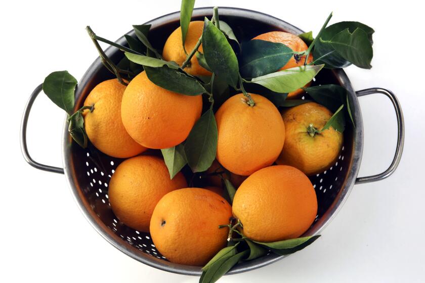 A colander of navel oranges from a backyard tree.