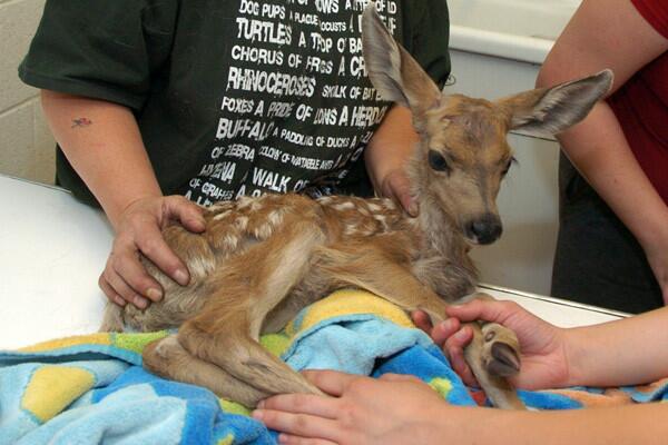 Injured fawn escapes wildfire