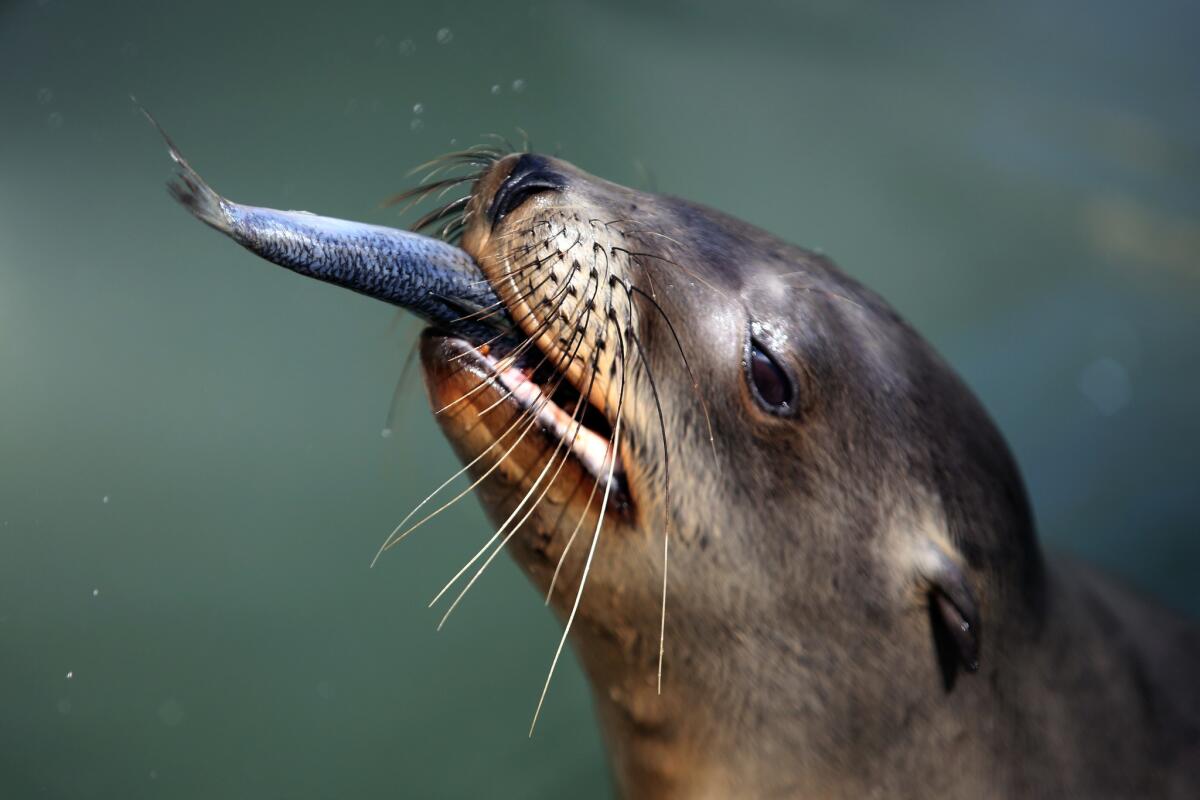 A rescued sea lion pup in February at the Marine Mammal Care Center at Fort MacArthur in San Pedro.