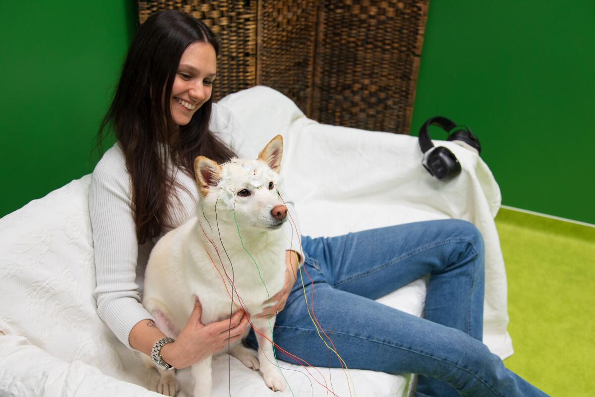 A woman sits with her dog, who is outfitted with electrodes for in an experiment to test her knowledge of familiar words. 