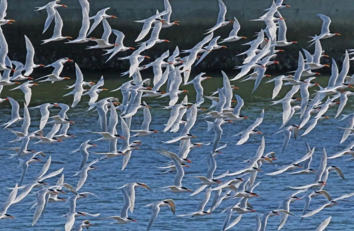 Terns take flight in the Mission Bay Southern Wildlife Preserve near Dog Beach in Ocean Beach.