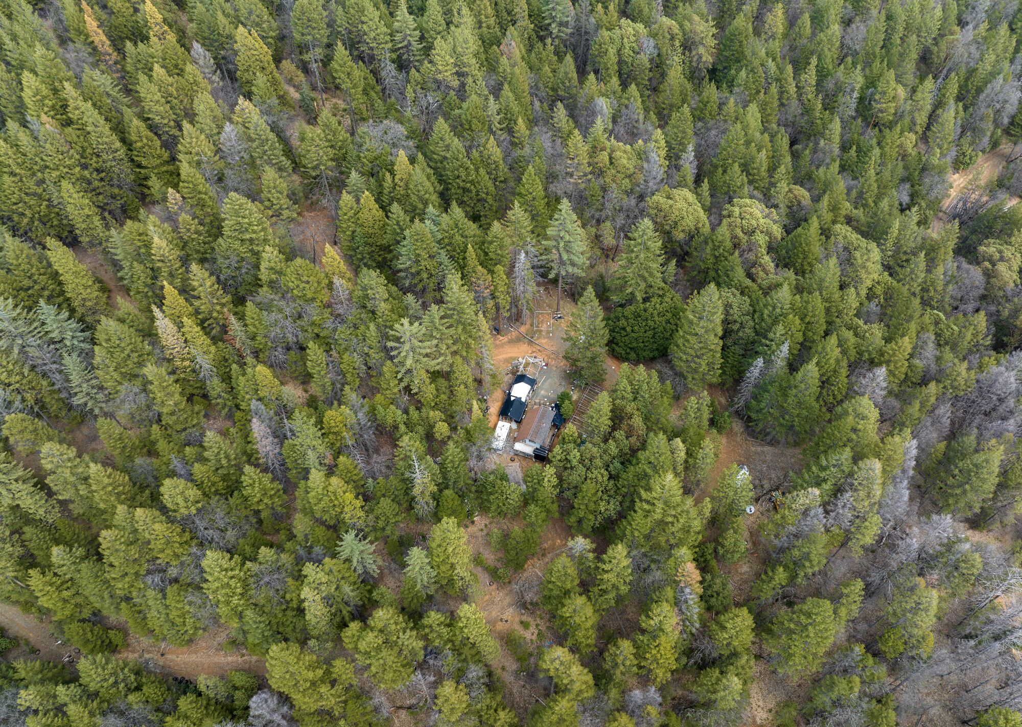 A remote cannabis operation deep in the
Trinity County forest.