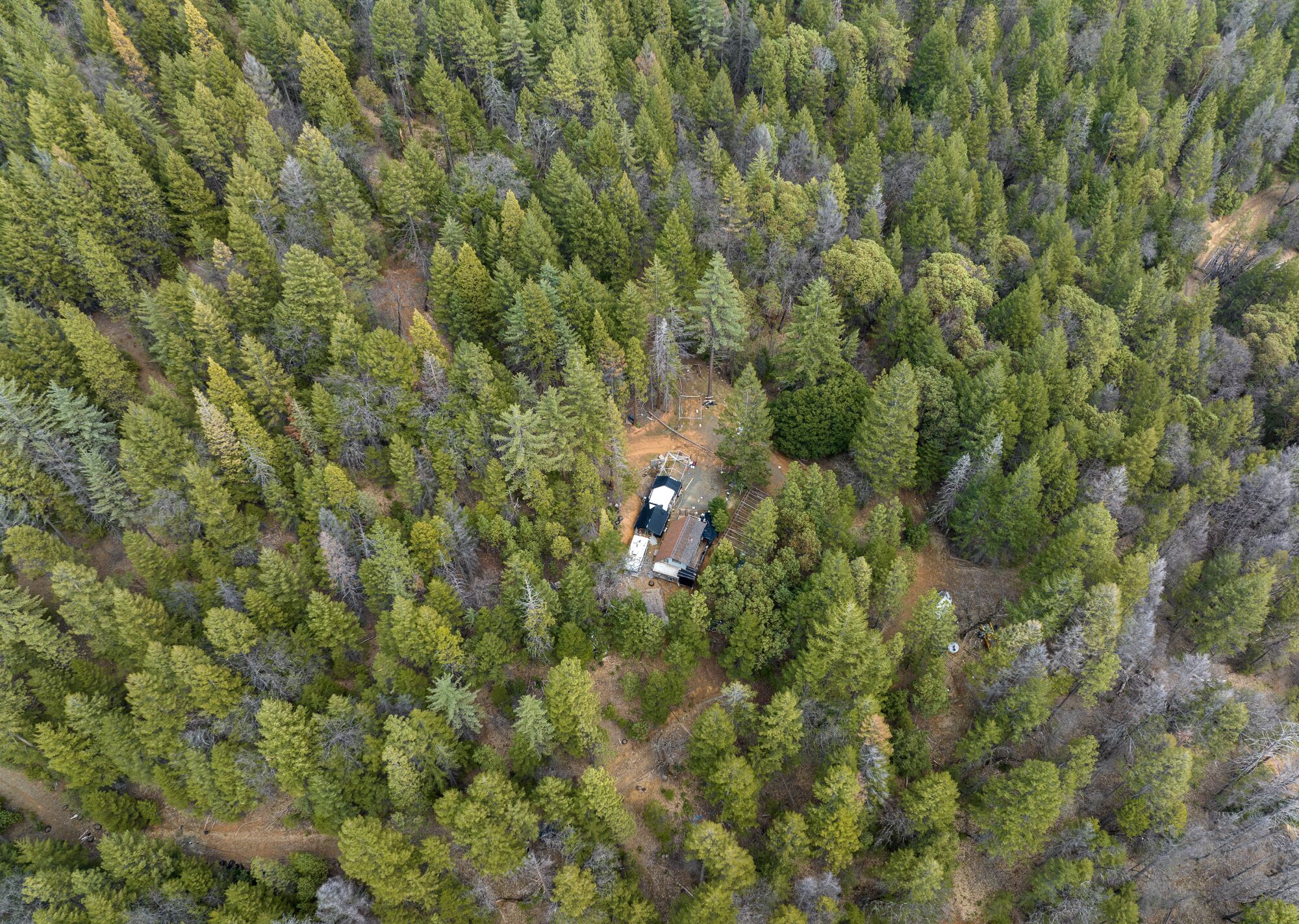 A remote cannabis operation deep in the
                        Trinity County forest.