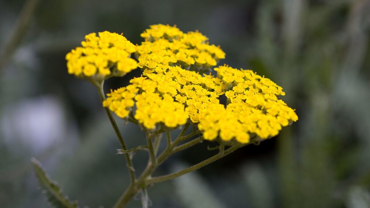 Among the drought-tolerant plants: yarrow (Gina Ferazzi / Los Angeles Times)