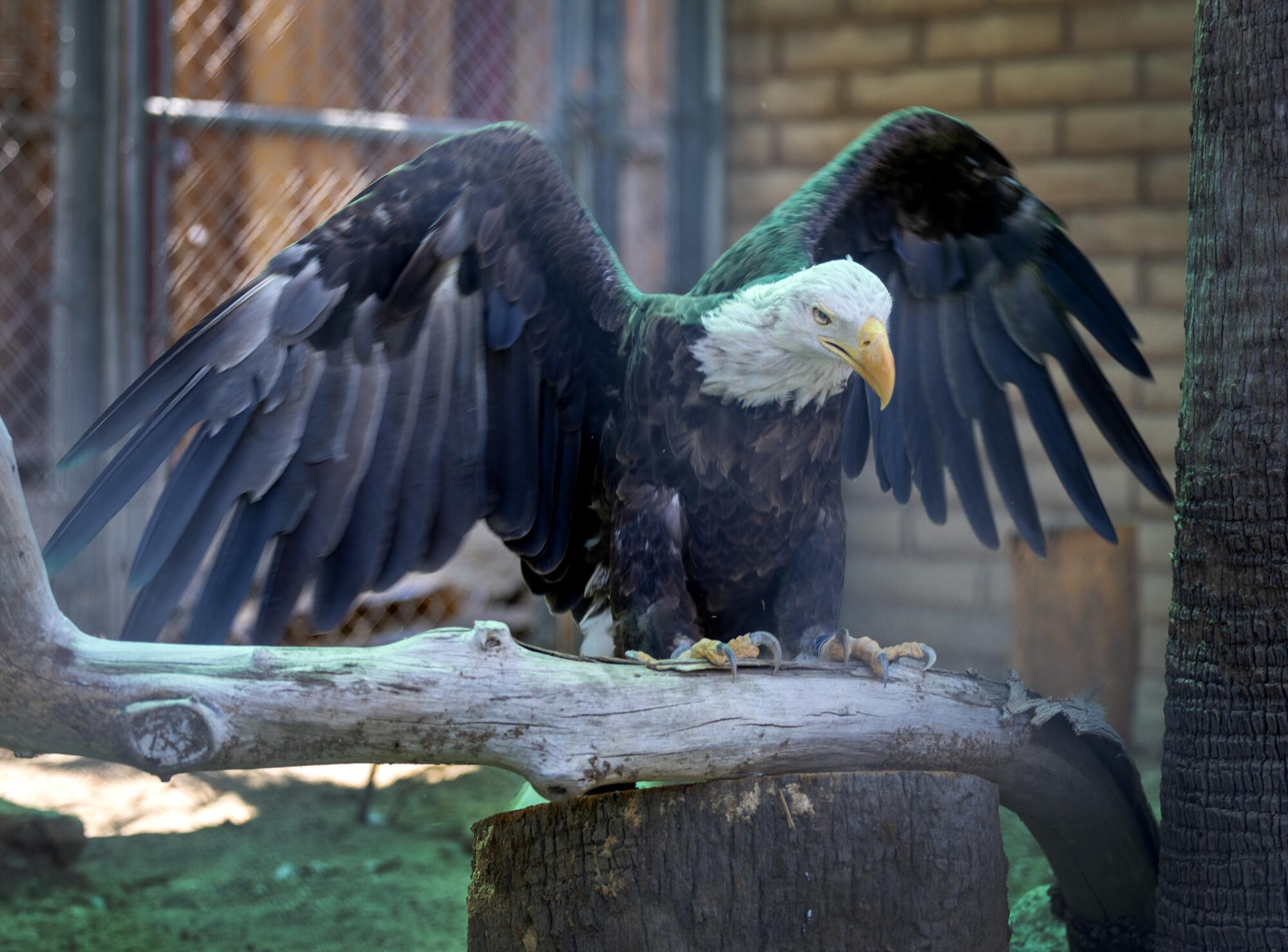 A bald eagle spreads its wings within an enclosure.