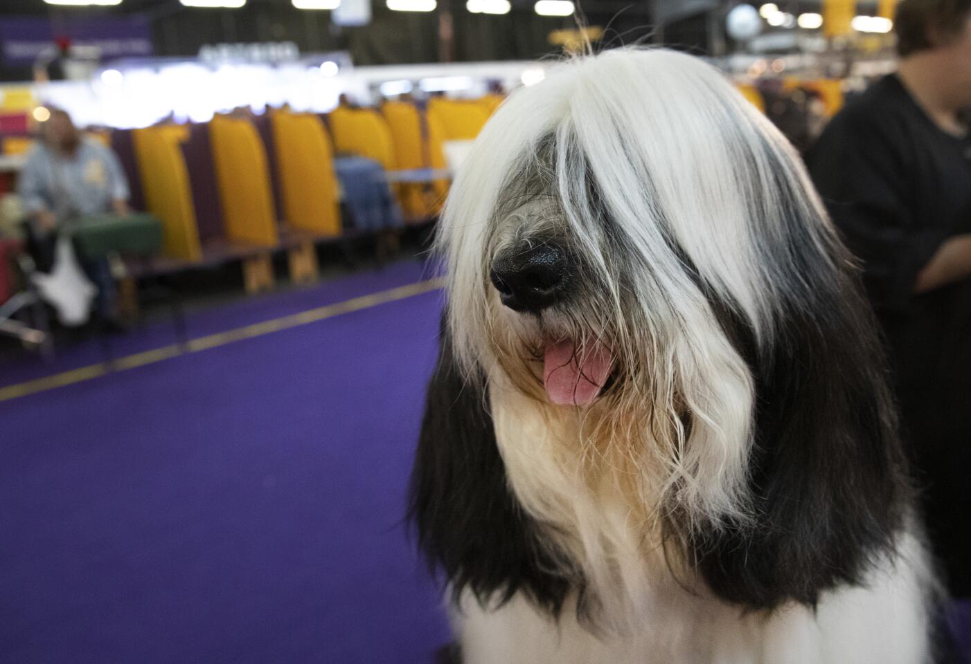 Westminster Dog Show