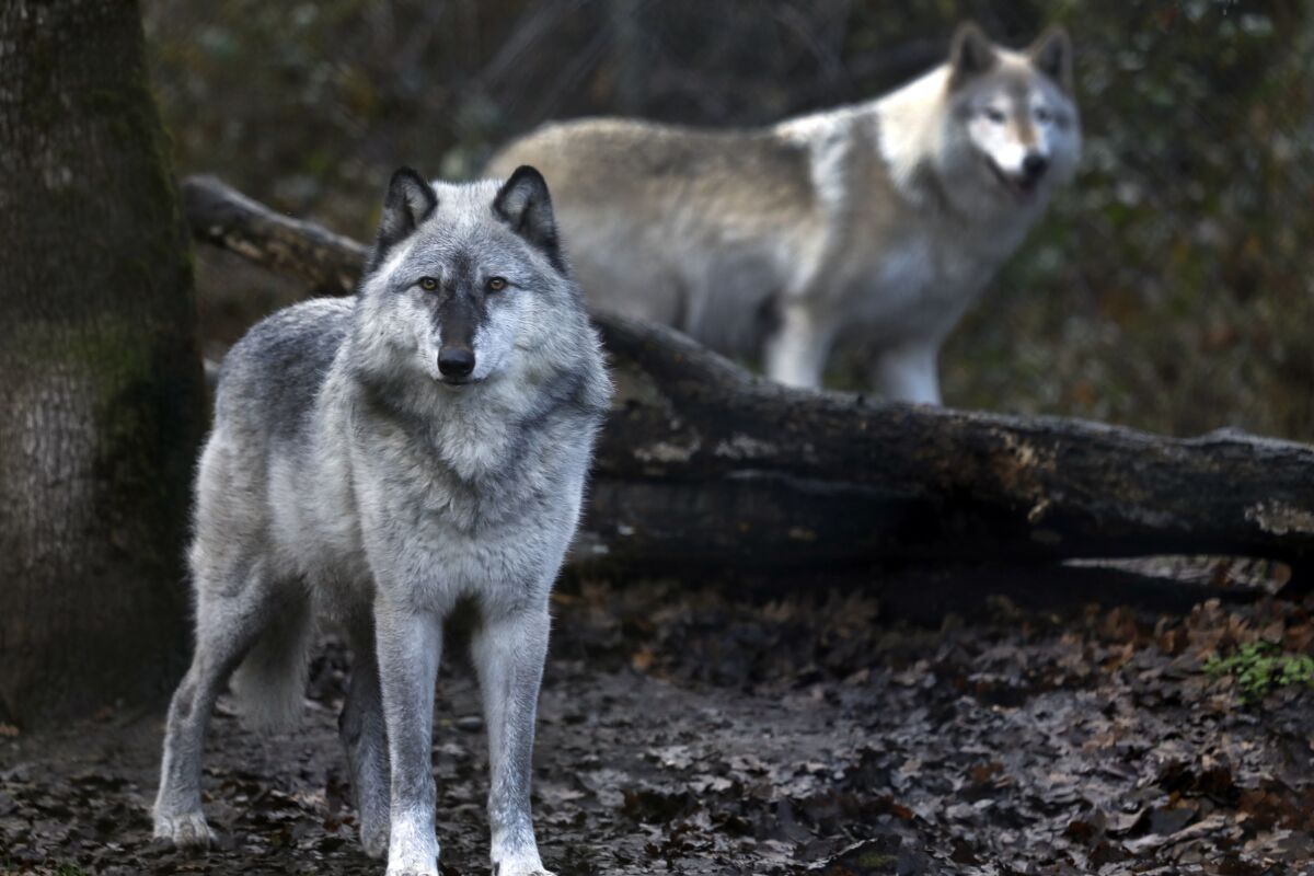 An 8-year-old gray wolf and a wolf-dog at Wolf Haven International in Tenino, Wash.