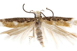 trump moth