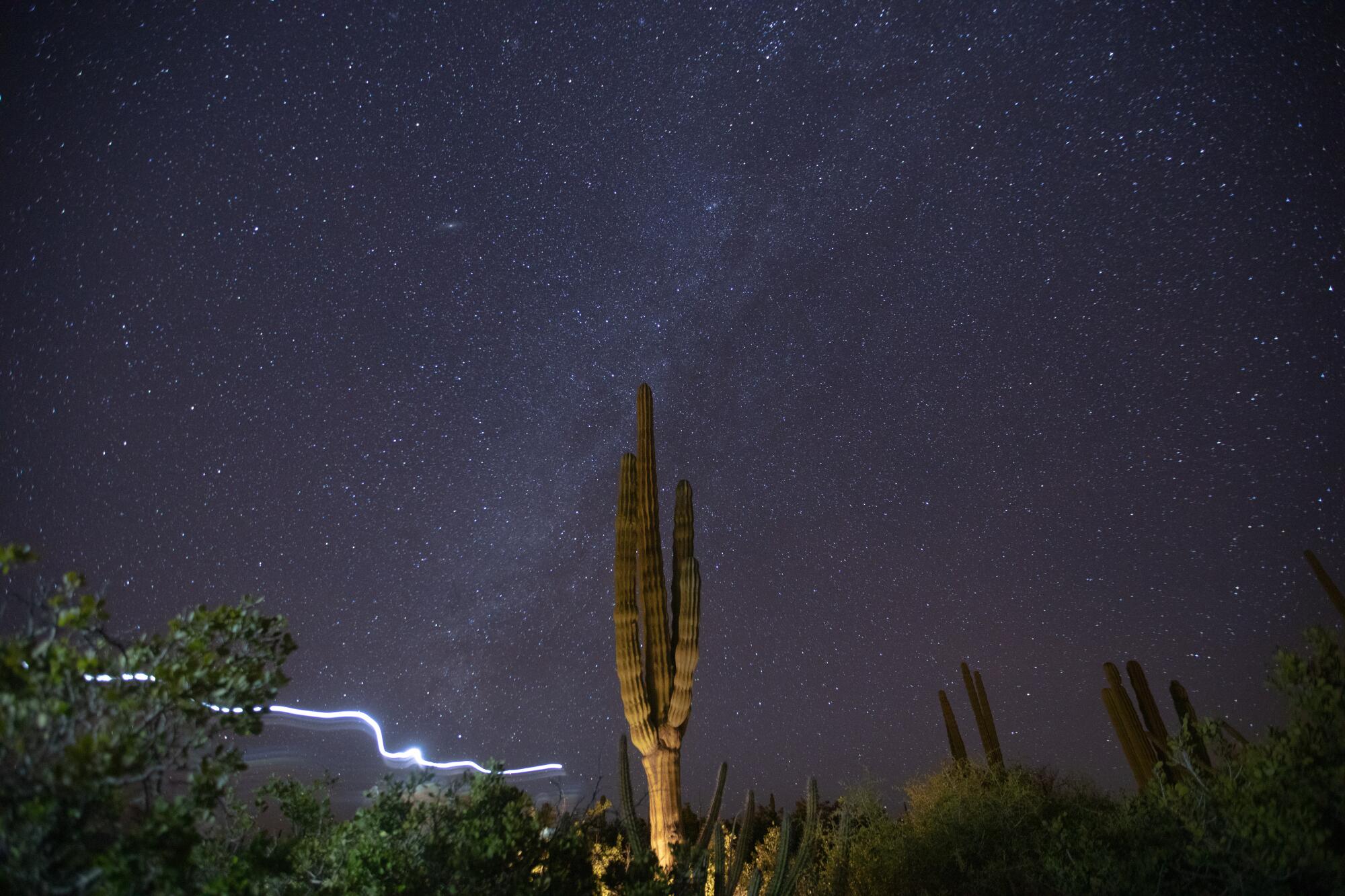 A long-exposure photo showing a cactus against a starlit sky.