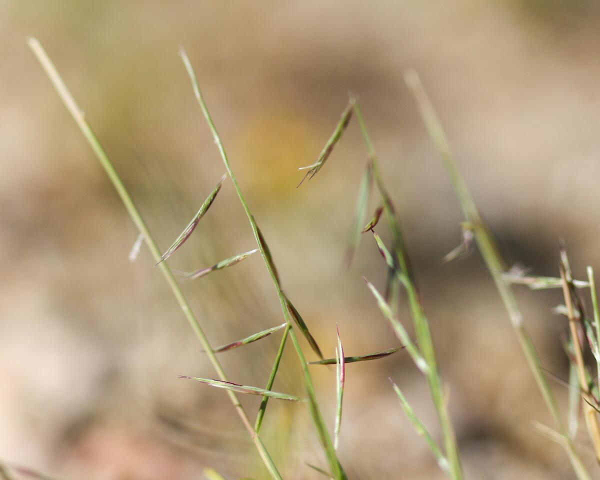 Spare green stalks of needle grama grass (Bouteloua aristidoides) taken in Joshua Tree National Park in September 2021.