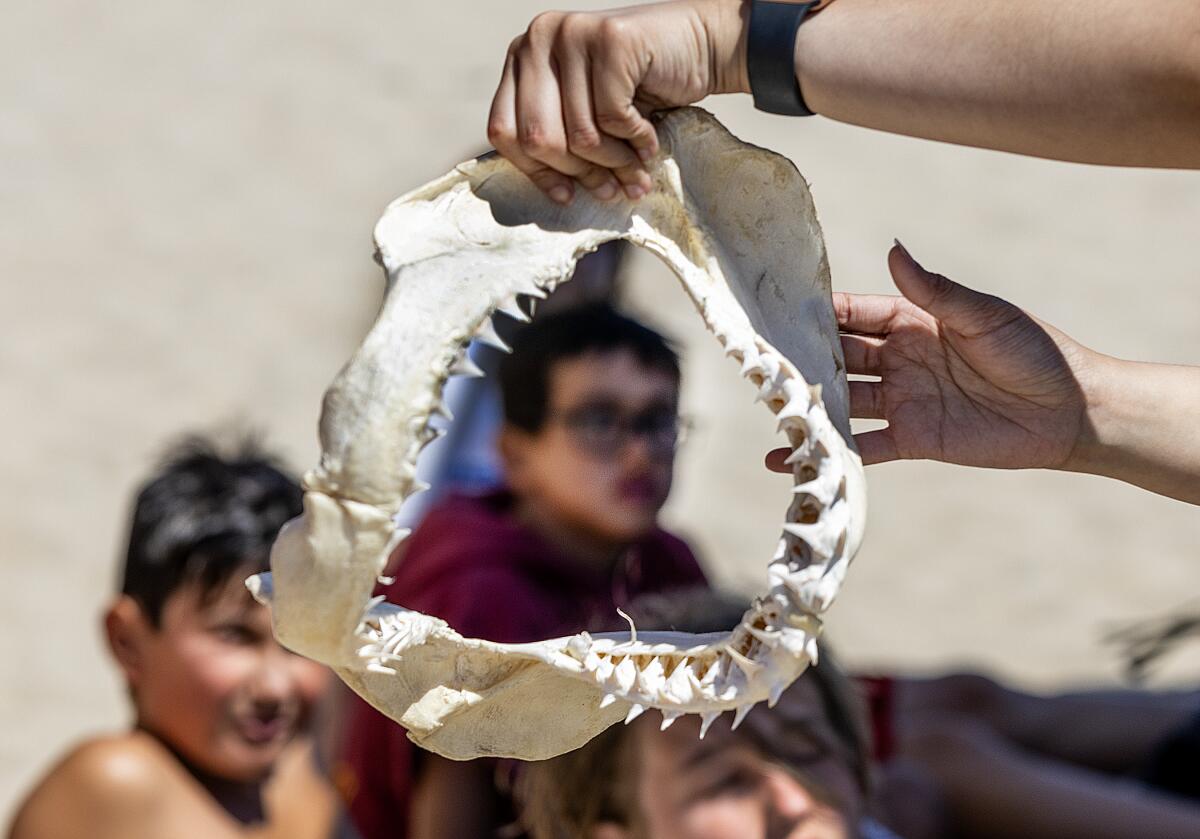 Huntington Beach Junior Lifeguards react as Shark Lab member Julianne Santos presents the jaw of a 4 -year-old white shark.