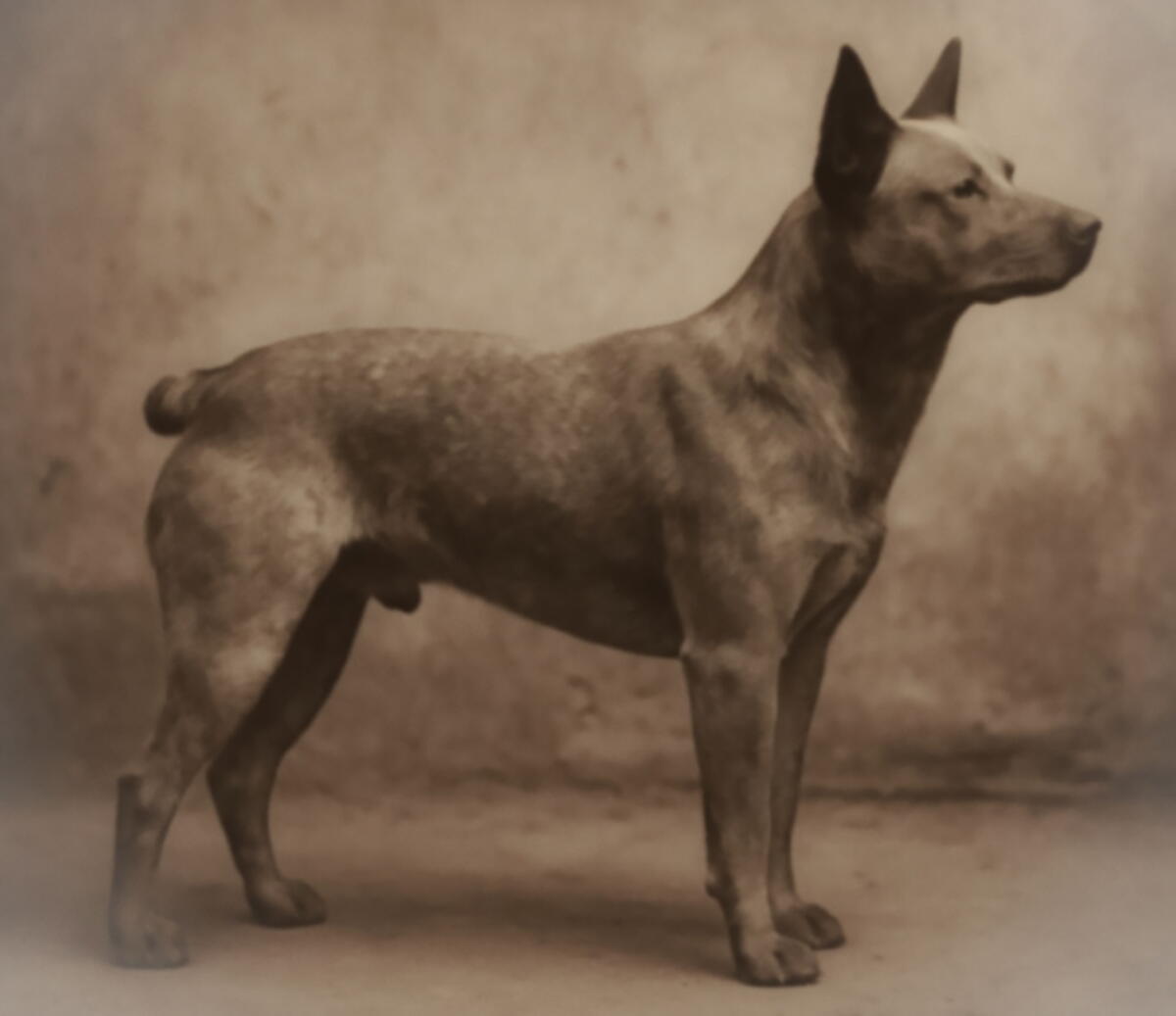 Ol Stumpy Heeler Dogs Blue: A Comprehensive Guide to the Australian Cattle Dog ...