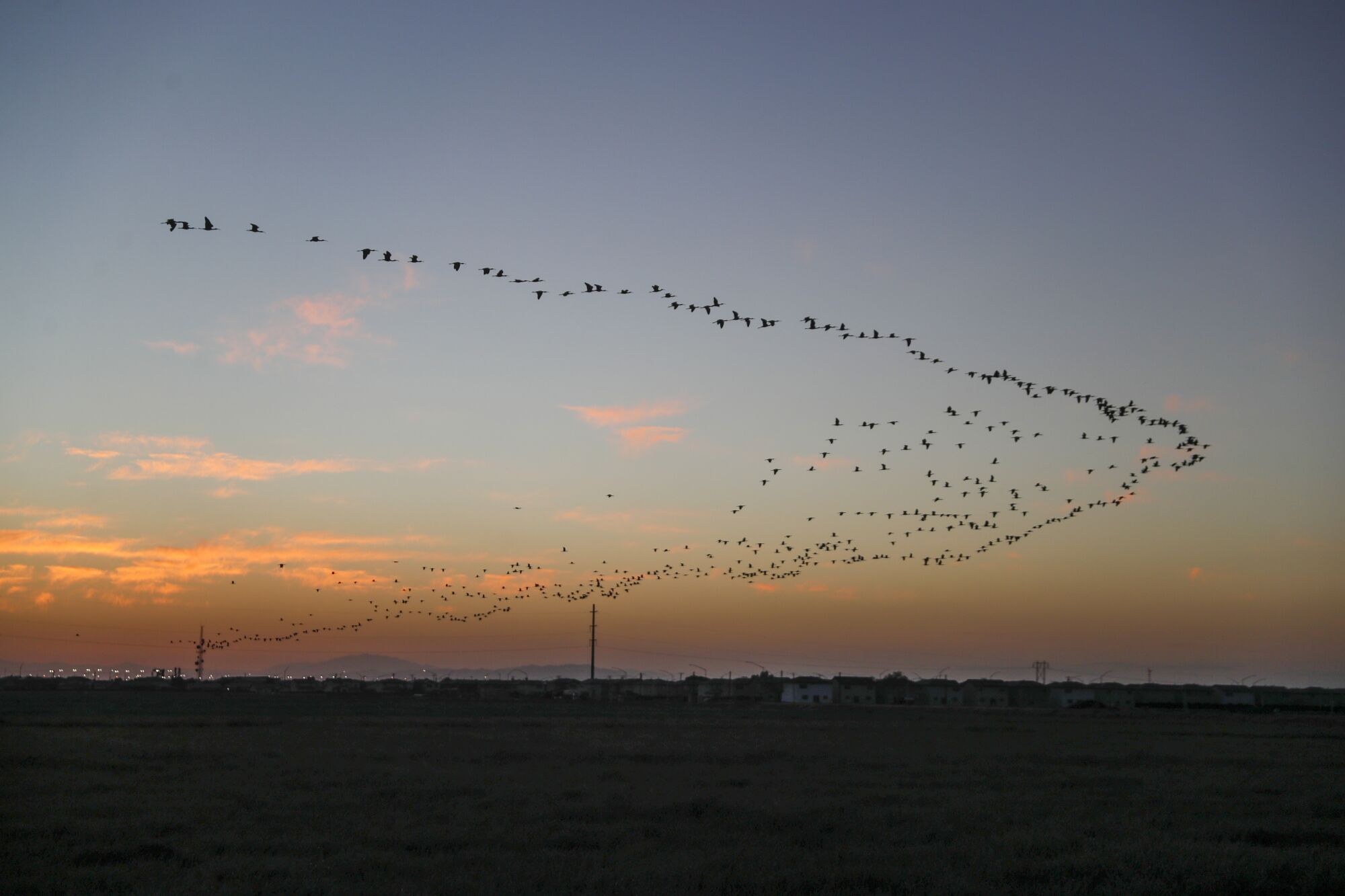 Birds fly in formation over Imperial Valley farmland at sunset.