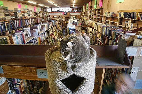 Acres of Books - Cat