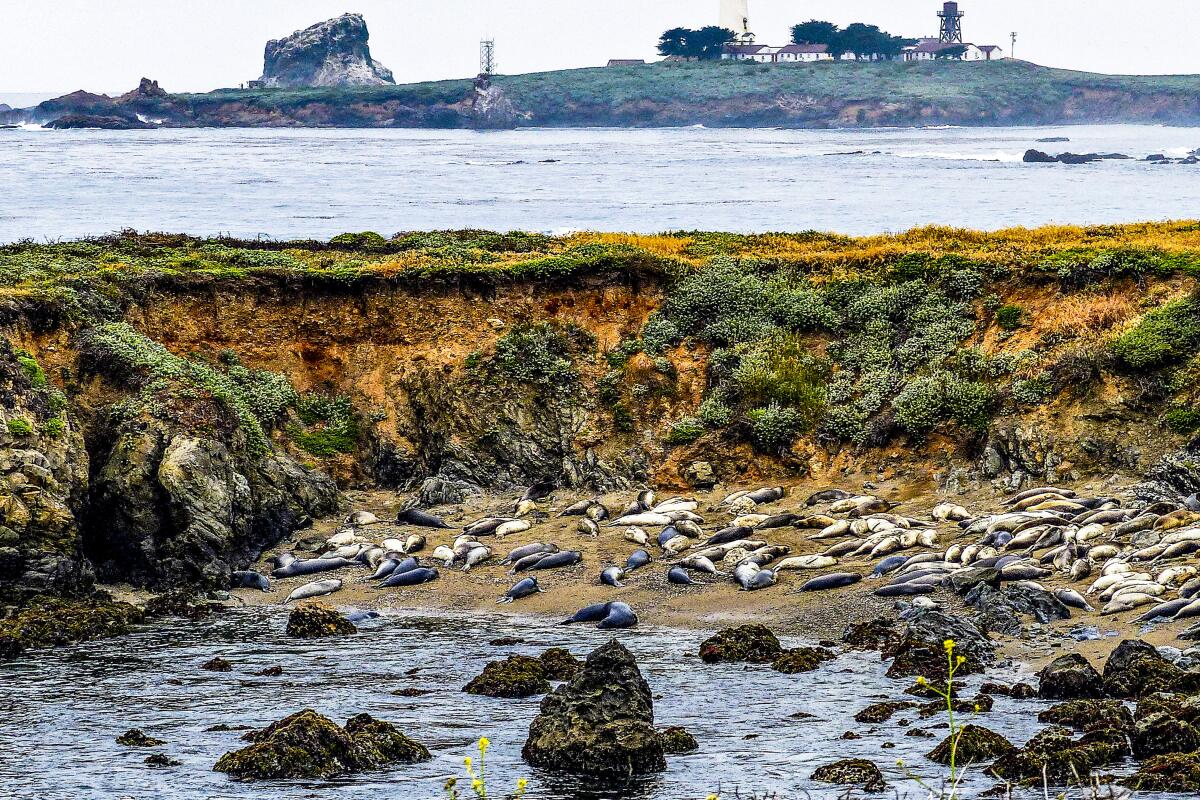 Elephant seals rest onshore 