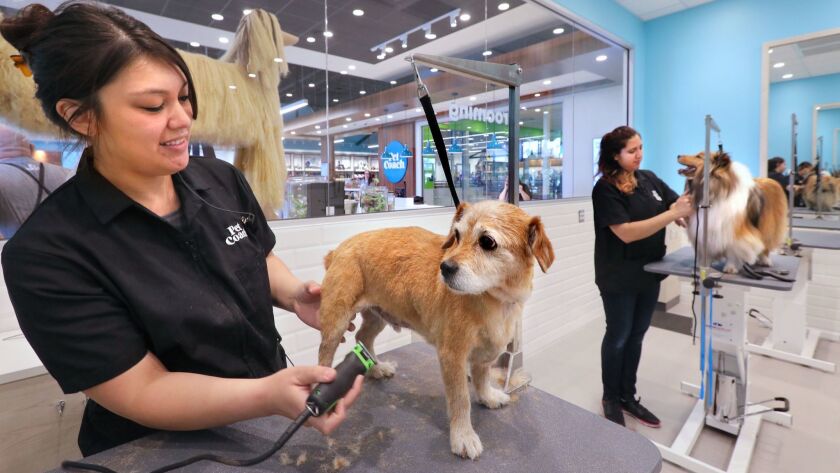 Sprocket is groomed by Nicole Pierce at the salon of the inaugural PetCoach store in San Marcos, Calif.
