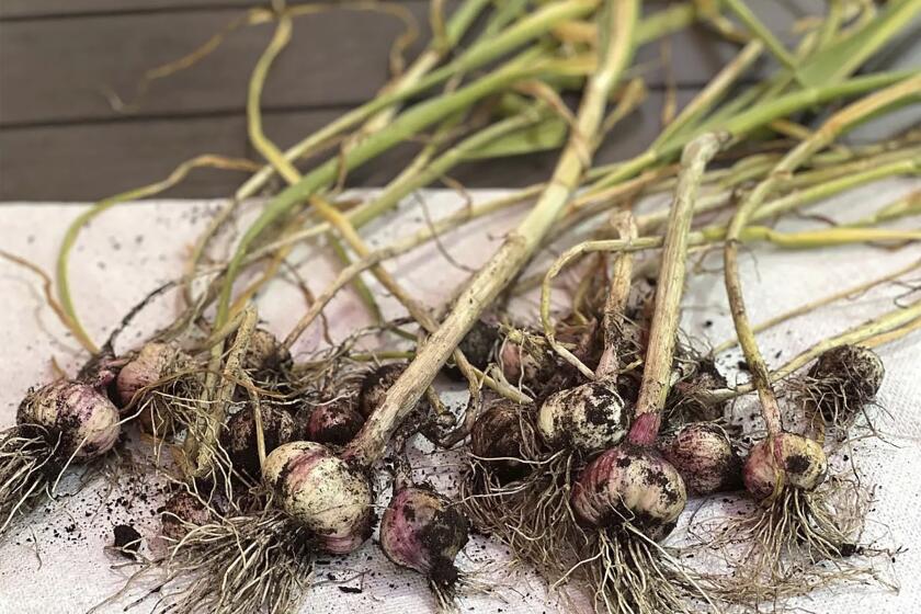 This July 2022 image provided by Jessica Damiano shows freshly harvested garlic bulbs set out to dry on Long Island, New York. Growing fruits, vegetables and herbs that are expensive to buy at the supermarket is a great way to cut your grocery bill. (Jessica Damiano via AP)