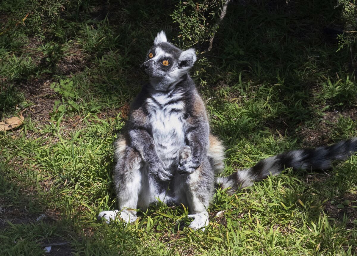 FILE - This undated file photo provided by the San Francisco Police, courtesy of the San Francisco Zoo, shows a lemur named Maki. Maki, a ring-tailed lemur who made headlines when he was stolen from the San Francisco Zoo & Gardens in 2020 and then found and returned, has died at the age of 22, the zoo announced Friday, March 4, 2022. (Marianne V. Hale/San Francisco Zoo via AP, File)