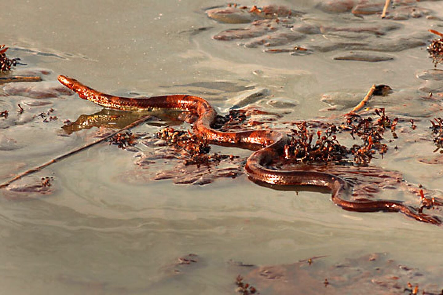 Waterborne snake