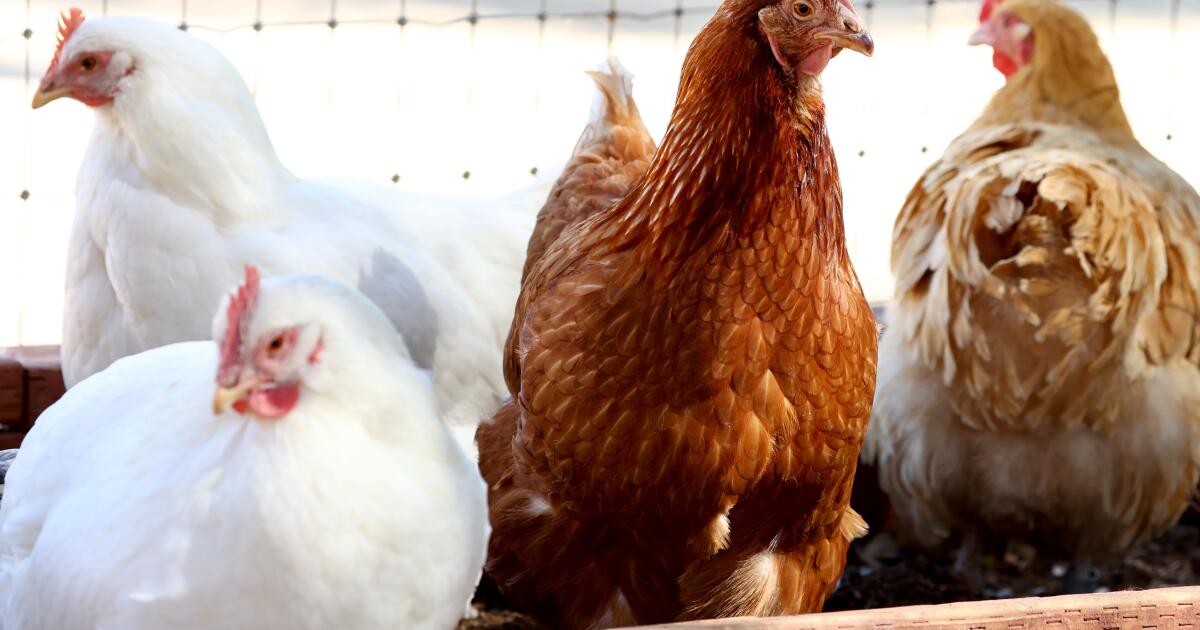 Extreme heat may have increased spread of H5N1 at poultry farm